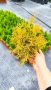 Западна туя Рейнголд (Thuja occidentalis Rheingold), студоустойчива, снимка 5