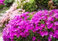 делосперма, снимка 1 - Градински цветя и растения - 41061057