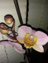 Хибискус, рео червено,кливия, исусов венец,орхидея, кротон, снимка 2