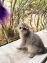 Шотландска клепоуха красавица търси своето семейство! , снимка 5