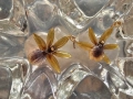 Обеци с естествен цвят на орхидея Камбриа, снимка 7