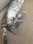 шотландско правоухо коте котка, снимка 6