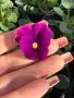 ❤️🌿🌸 Мини теменужки микс (Viola Superba Mini), снимка 2