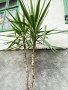 Голяма Палма Юка, снимка 1 - Градински цветя и растения - 42671998