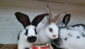 Домашни свободни зайци, снимка 2