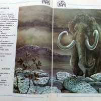 Палеонтология в картинки - И.Яковлева - 1984г. , снимка 4 - Детски книжки - 38938213