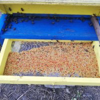 Пчелен прашец - 2024 година, снимка 1 - Пчелни продукти - 41354145