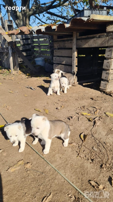 Западно сибирска лайка , снимка 1