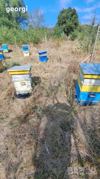 Пчелни кошери, снимка 1