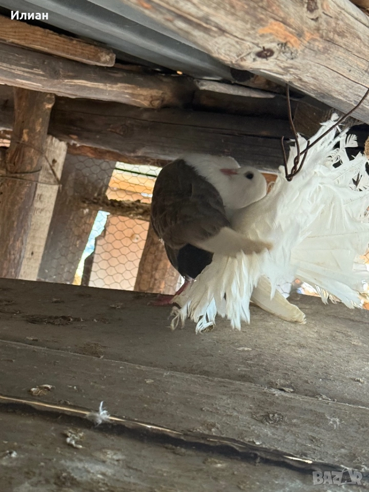 Фенерлии, снимка 1