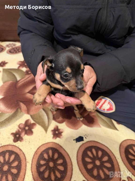 Продавам Мини Пинчери, снимка 1