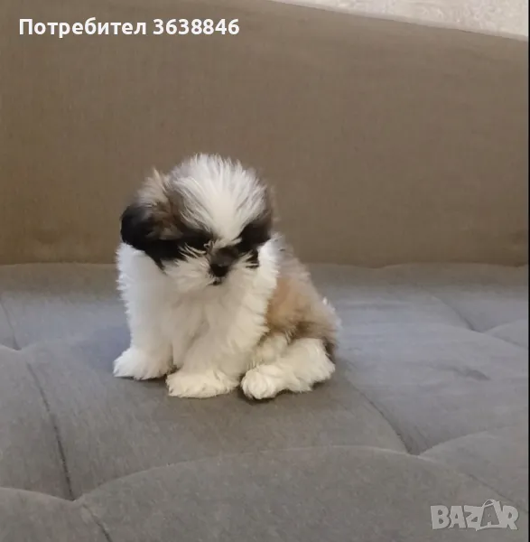 Ши тцу, снимка 1