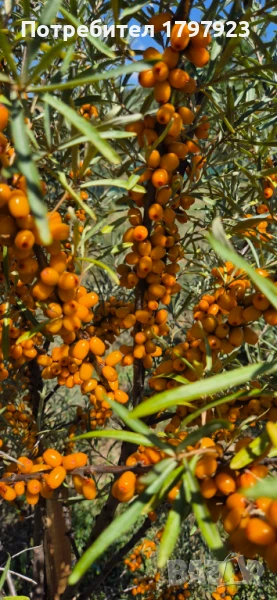 Облепиха плод, снимка 1