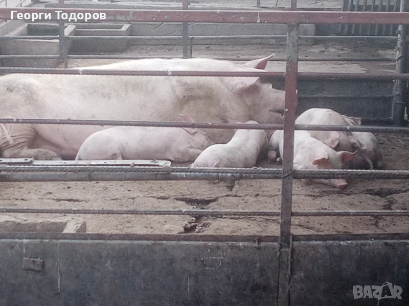 Прасенца, снимка 1