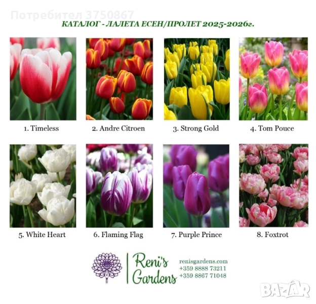 🩷🌿💞 Лале/Луковици, снимка 1