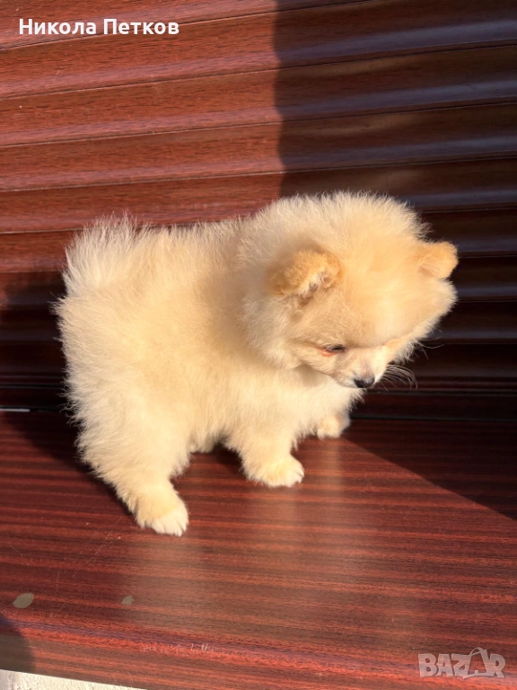 Померан , снимка 1
