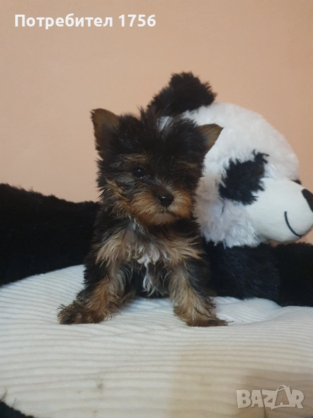 йоркширски териер, момче., снимка 1