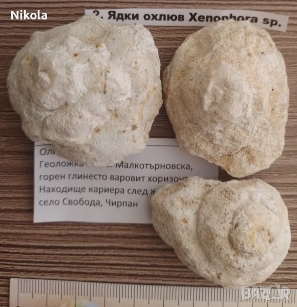 Фосили от България, снимка 1