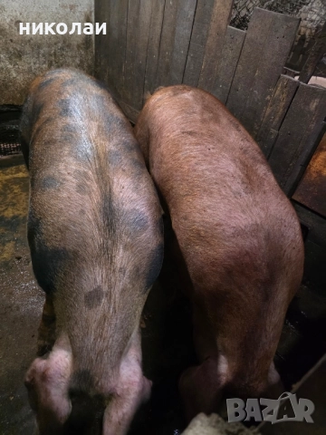 Продавам големи угоени прасета за коледа, снимка 3 - Прасета - 52070357