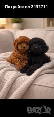 Мини пудел 