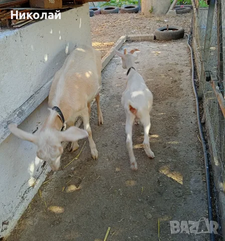 Коза и женско яре, снимка 2 - Кози - 56165418
