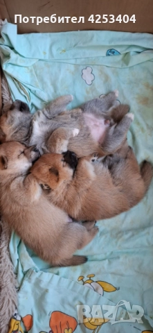 Шиба Ину на един месец, снимка 5 - Шиба ину - 52842031