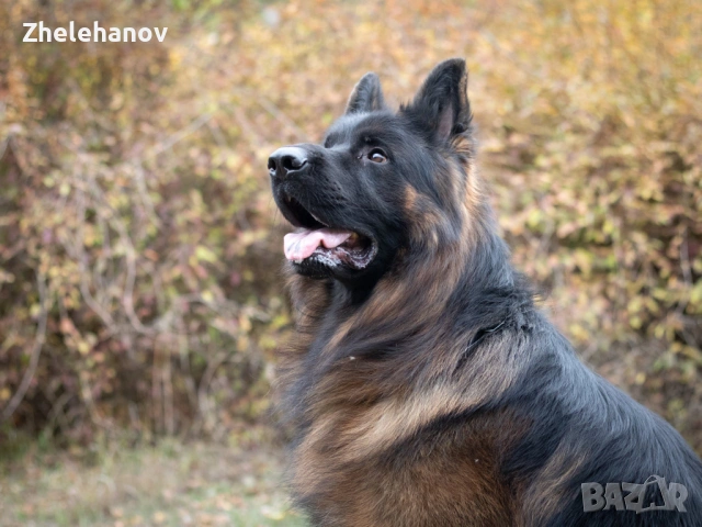 Немска Овчарка от Развъдник ”Von Zhelehanov”, снимка 3 - Немска овчарка - 53485276