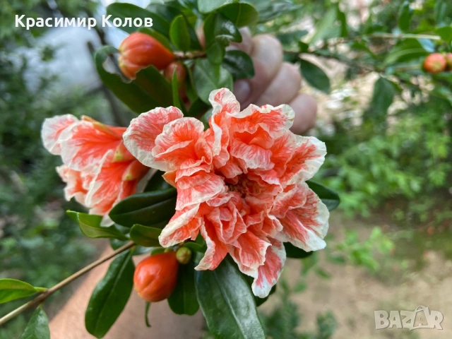 Декоративни видове нарове три цвята, растения, цъфтящи, дръвчета, снимка 7 - Градински цветя и растения - 53823765