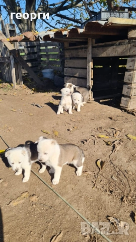 Западно сибирска лайка 