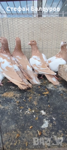 Гълъби 100% Мюлеманс жълти. , снимка 7 - Гълъби - 30275230