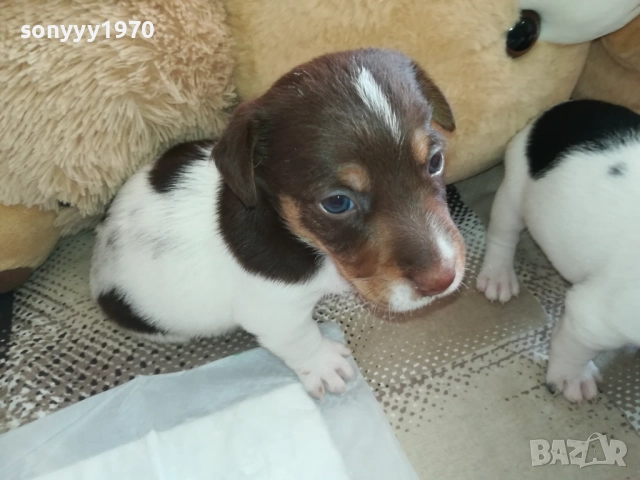 ПРОДАВАМЕ КУЧЕНЦЕ-ДЖАК РЪСЕЛ 1409251746, снимка 3 - Джак ръсел териер - 51711538