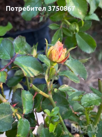 🌹 РОЗА 🌹 Peach DRIFT® Meiggili 🌹, снимка 7 - Градински цветя и растения - 51264438