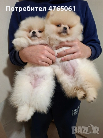 Померан малък шпиц момичета