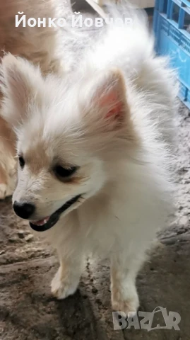 Немски шпиц  , снимка 15 - Немски шпиц - 50529986