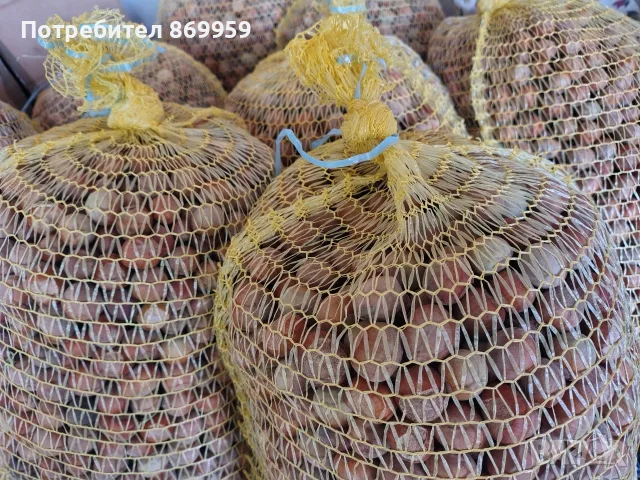Продавам лешници , снимка 4 - Домашни продукти - 56333475