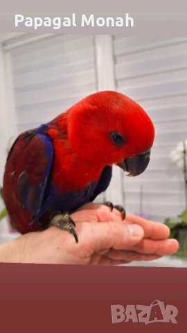 Еклектуси бебета  , снимка 6 - Папагали - 43860662