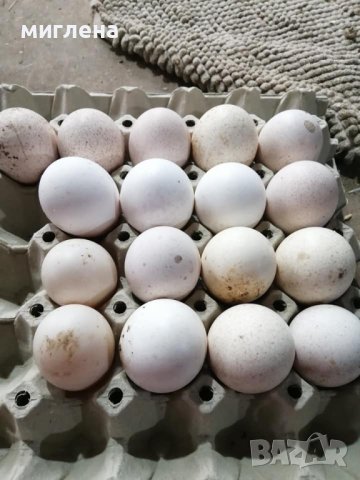 Продавам оплодени гъши яйца, снимка 1