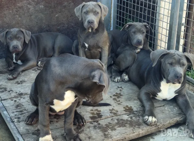 Американско Були Ххл American bully XXl , снимка 6 - Питбул - 56316424