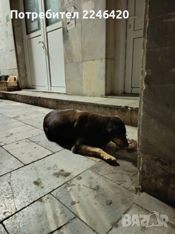 Бубка търси дом! , снимка 5 - Други - 52928338