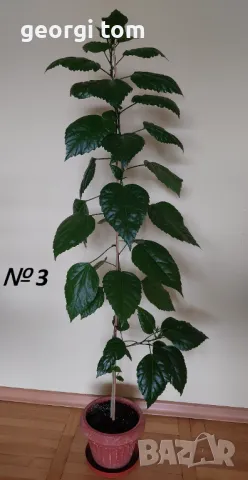 Китайска роза 20-25 лв., снимка 4 - Стайни растения - 49127632