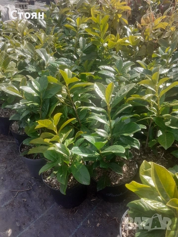 Вечнозена лавровишна, снимка 4 - Градински цветя и растения - 53009764