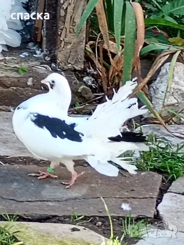 гълъби фенерлия декорация , снимка 4 - Гълъби - 52421214