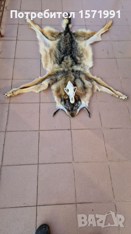 кожи от вълк и черепи, снимка 3 - Антикварни и старинни предмети - 44601432