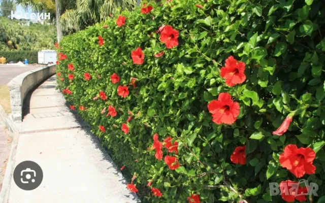 Озеленяване за паркове,градини,алей, снимка 8 - Градински цветя и растения - 48398291