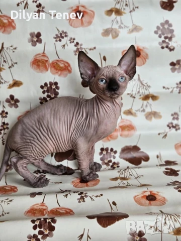 Канадски сфинкс, снимка 11 - Сфинксове - 50620392