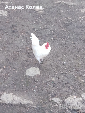  декоративни кокошки 8 евро и петли, снимка 6 - Кокошки и пуйки - 53657317