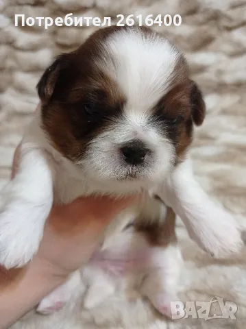 Ши Тцу/SHIH TZU , снимка 3 - Ши Тцу - 47907245