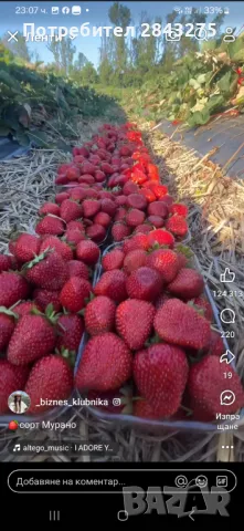 Продавам разсад ягоди , снимка 4 - Сортови семена и луковици - 49800193