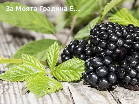 Гигантска Къпина, без бодли! , снимка 6 - Градински цветя и растения - 53620282