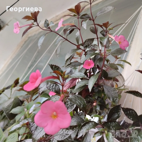 ахименес ризоми комплект , снимка 10 - Стайни растения - 53292597